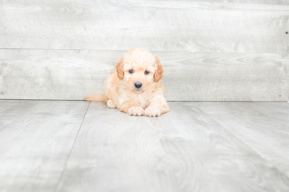 Friendly Mini Goldendoodle Baby