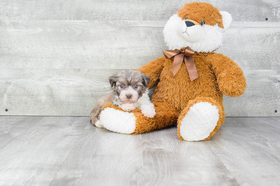 Friendly Havanese Purebred Pup