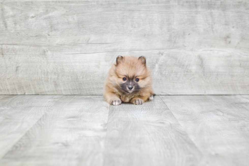 Small Pomeranian Purebred Pup