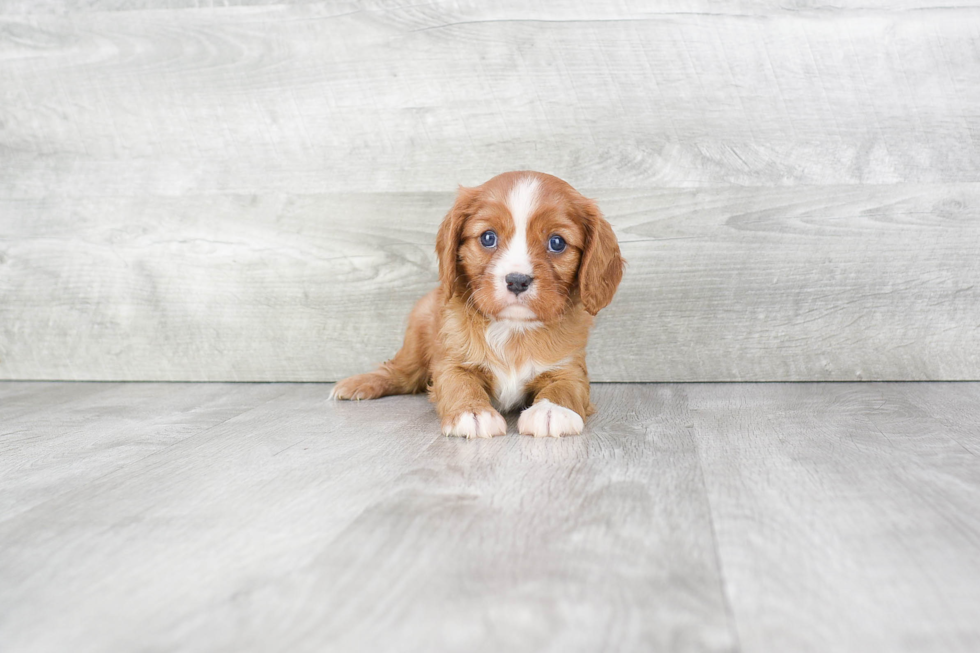 Cavalier King Charles Spaniel Pup Being Cute