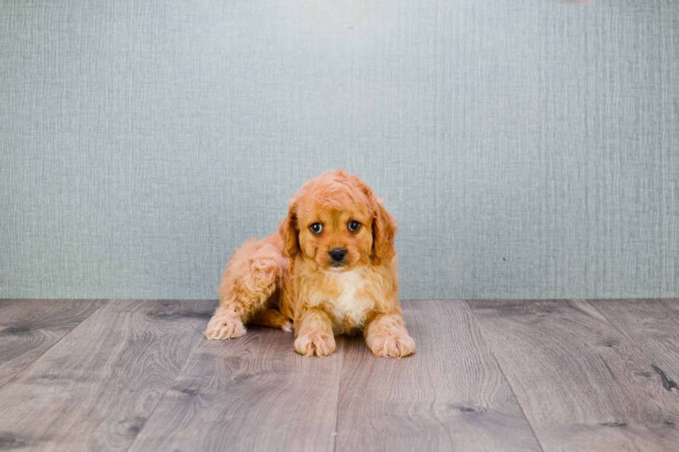 Sweet Cavapoo Baby