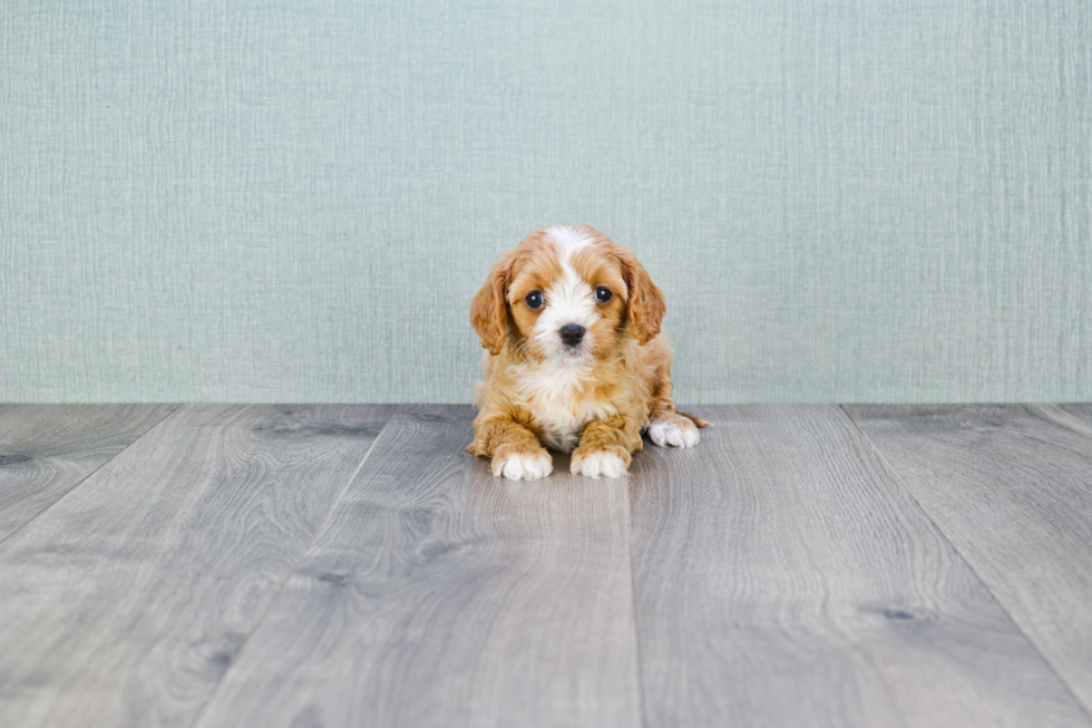 Petite Cavapoo Poodle Mix Pup