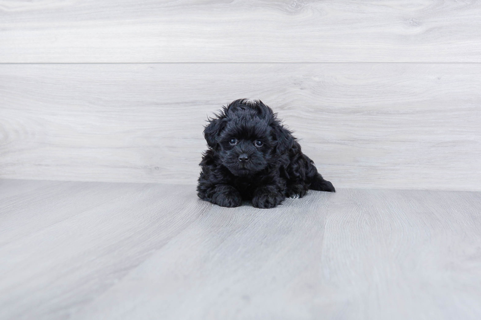 Maltipoo Puppy for Adoption