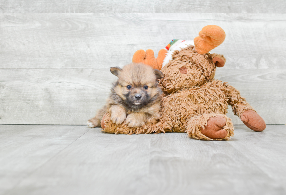 Akc Registered Pomeranian Purebred Pup