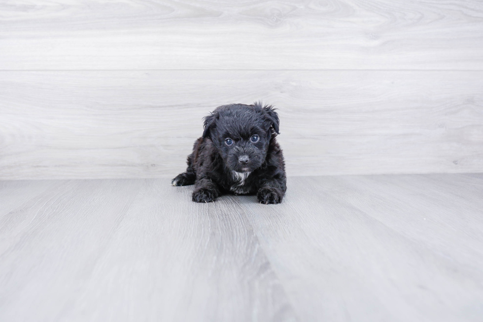 Mini Aussiedoodle Puppy for Adoption