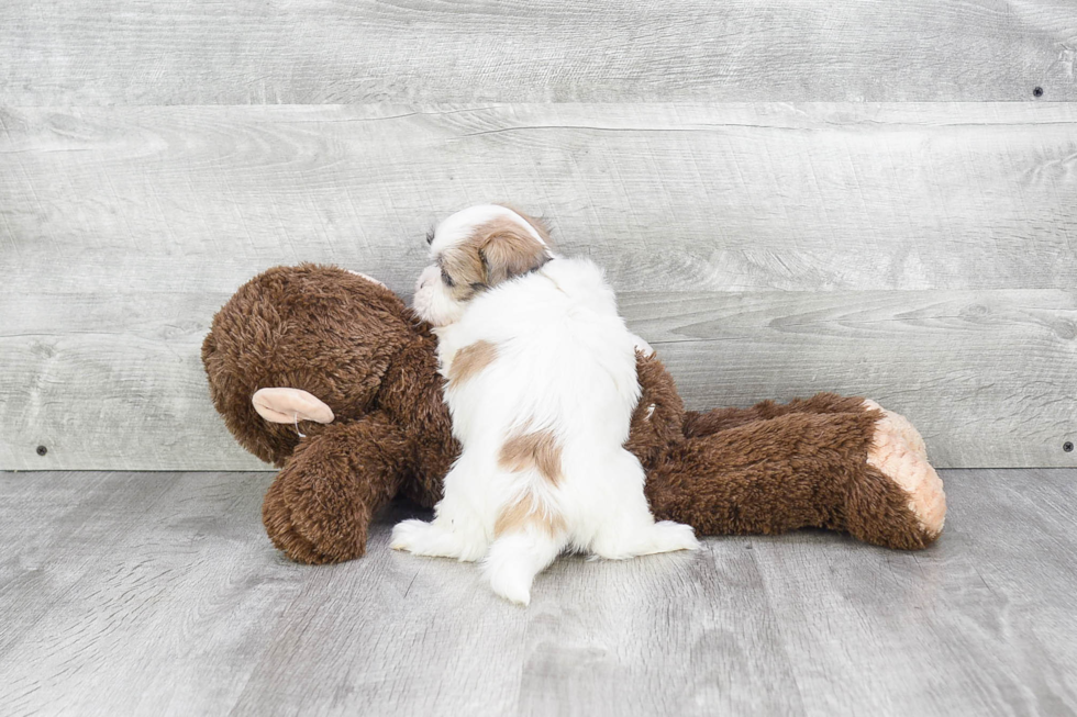 Teddy Bear Puppy for Adoption