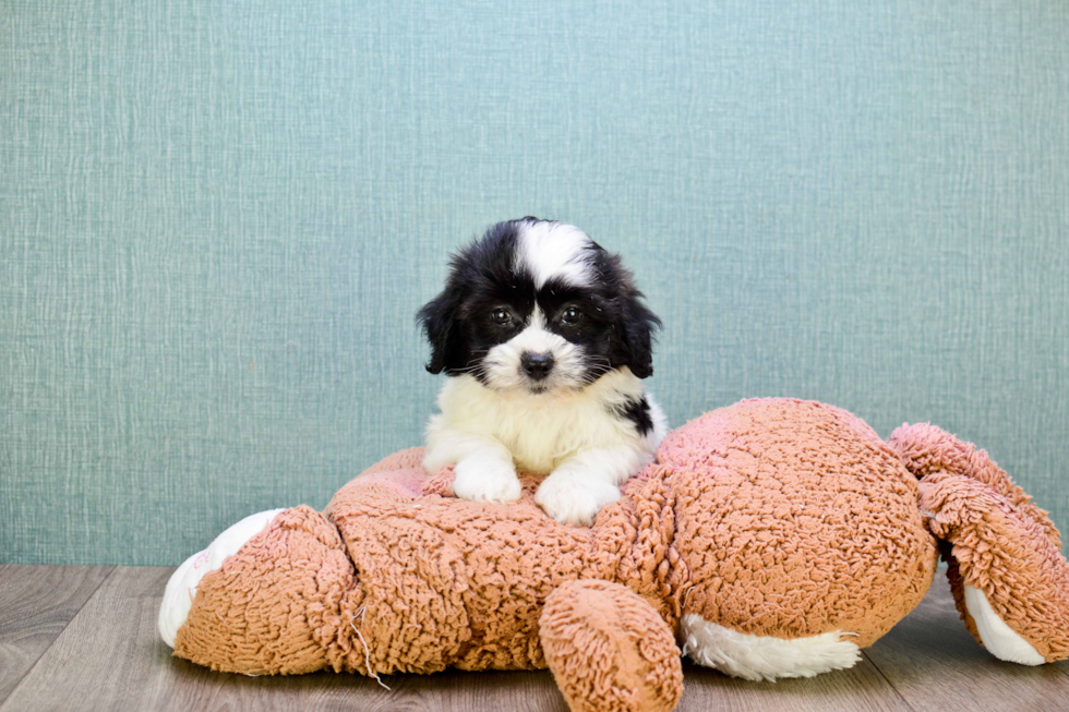 Teddy Bear Puppy for Adoption