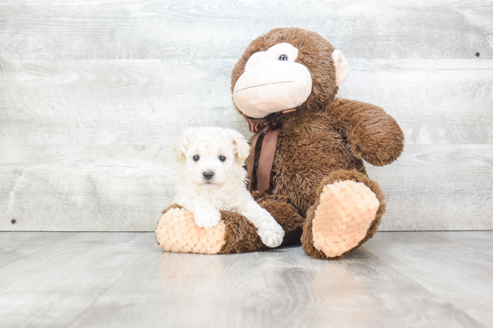 Energetic Maltepoo Poodle Mix Puppy