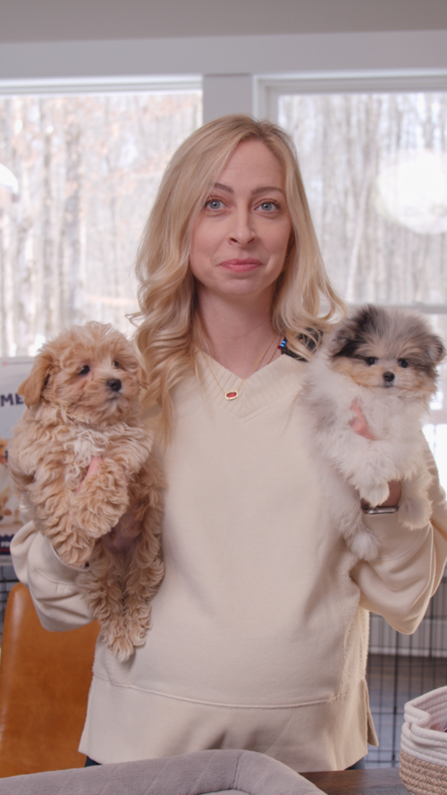 Premier Pups You know the names… but do you know the difference between a Maltipoo puppy and a Maltipom puppy? Trending Video