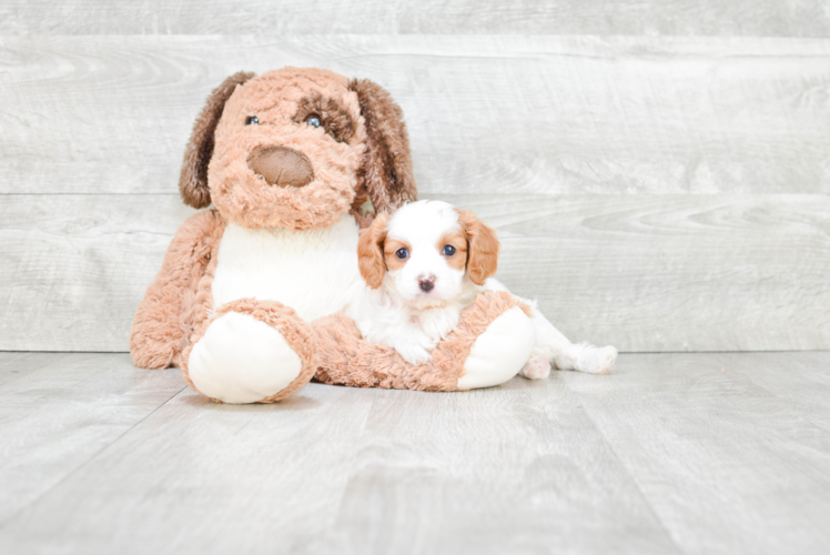 Popular Cavapoo Poodle Mix Pup