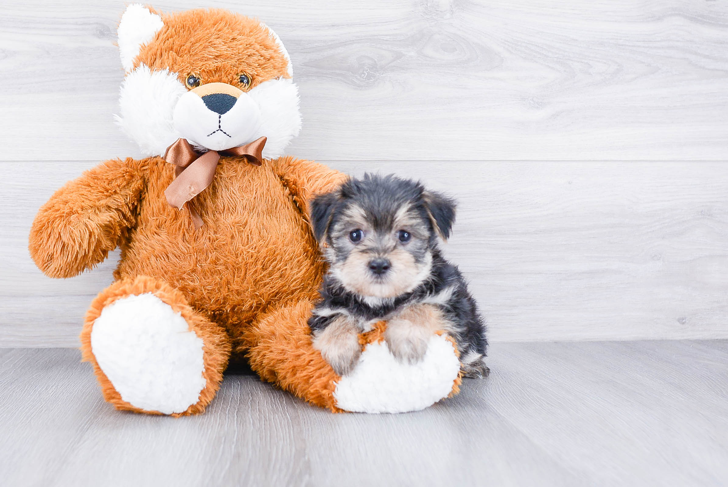 Hypoallergenic Yorkie Designer Puppy