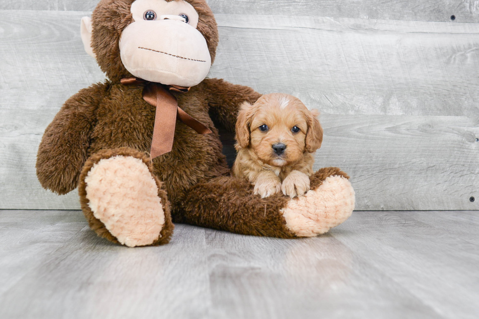 Fluffy Cavapoo Poodle Mix Pup