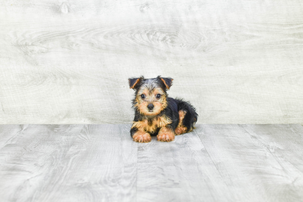 Meet Timmy - our Yorkshire Terrier Puppy Photo 