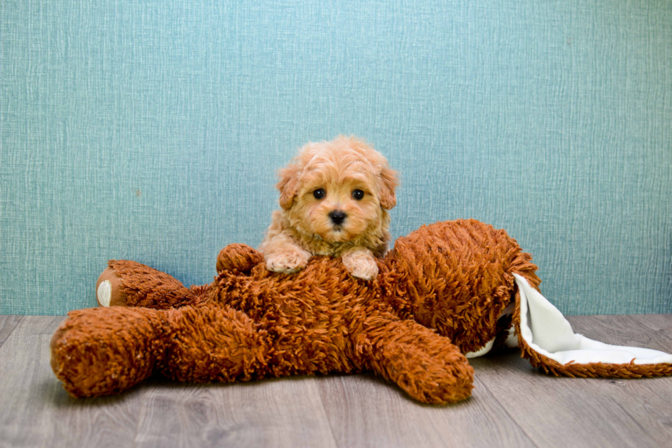 Best Cavapoo Baby