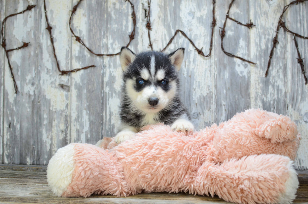 Siberian Husky Puppy for Adoption