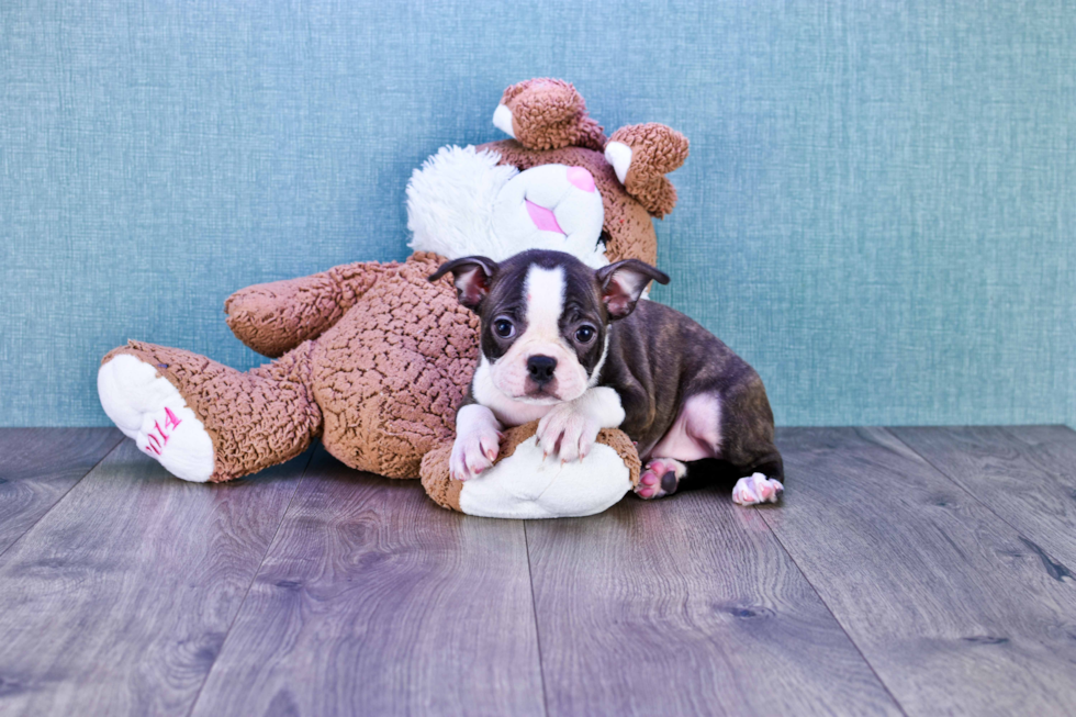 Boston Terrier Puppy for Adoption