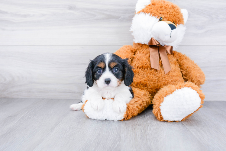 Funny Cavalier King Charles Spaniel Purebred Pup