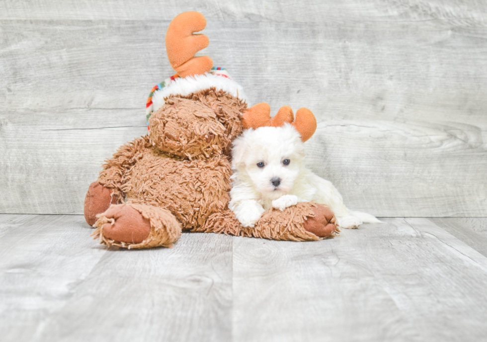 Friendly Havanese Baby