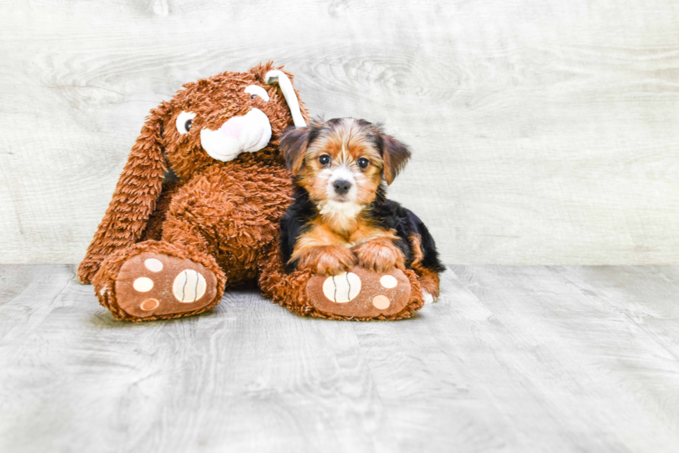 Meet Diddy - our Yorkshire Terrier Puppy Photo 