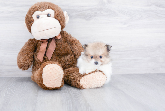 Friendly Pomeranian Baby