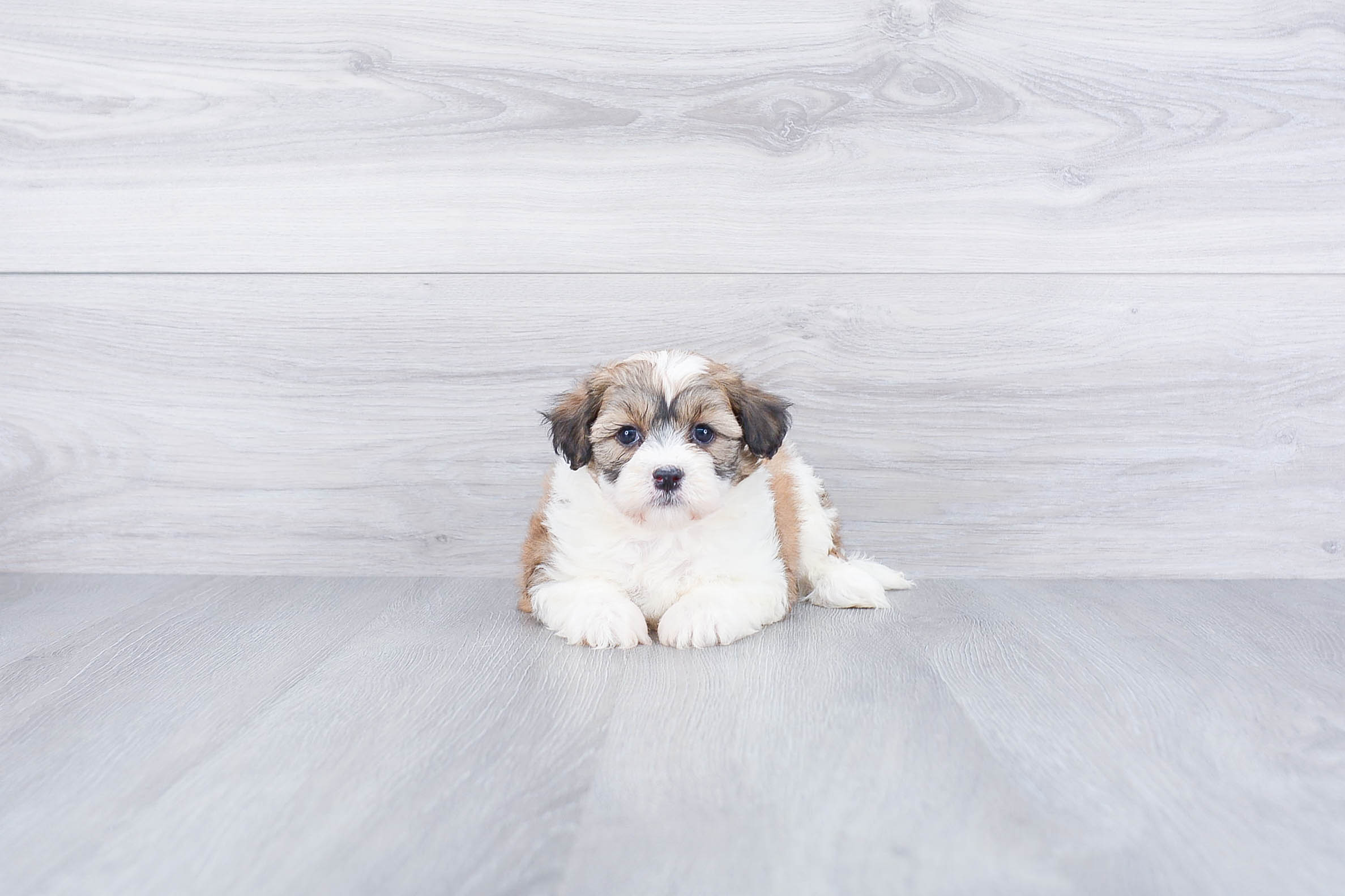 Playful Havanese Purebred Pup