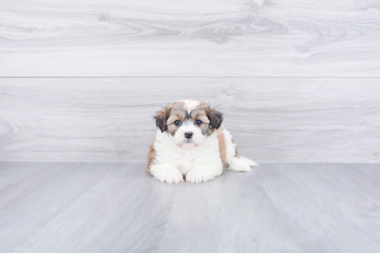 Playful Havanese Purebred Pup