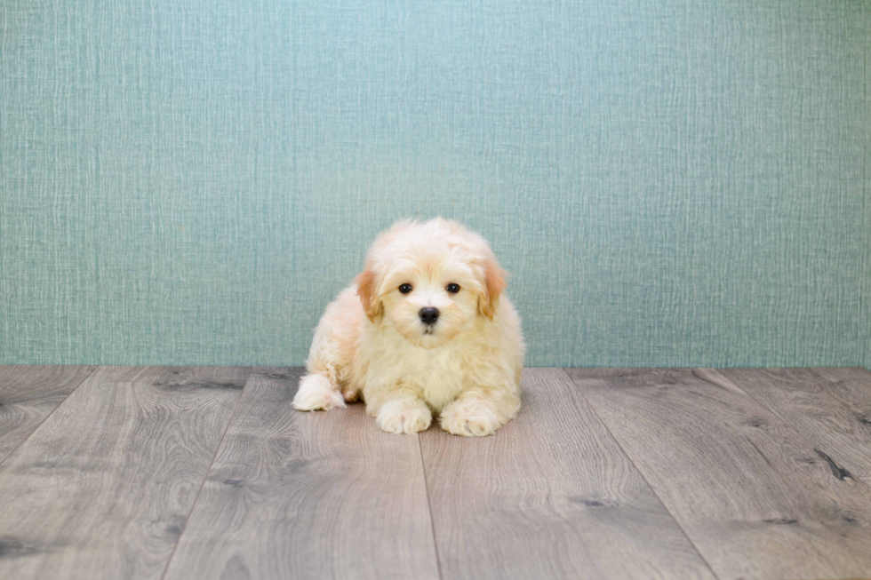 Maltipoo Pup Being Cute