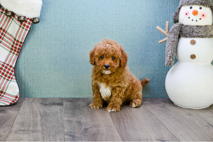 Friendly Mini Goldendoodle Baby