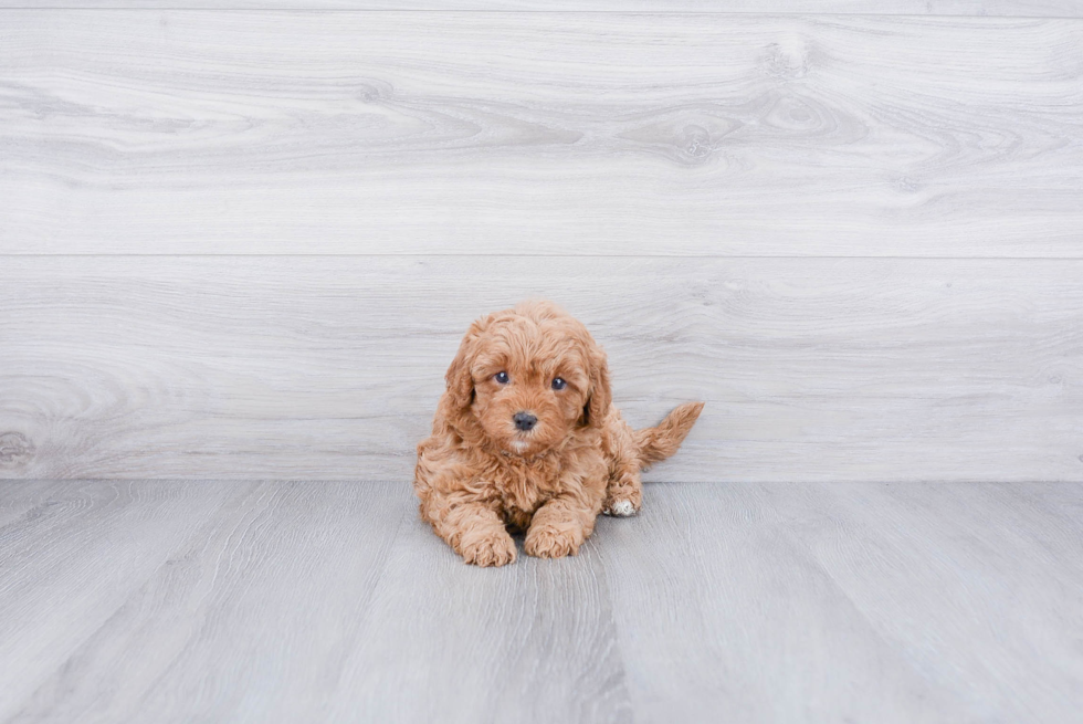 Fluffy Cavapoo Poodle Mix Pup