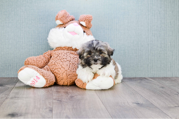 Teddy Bear Pup Being Cute