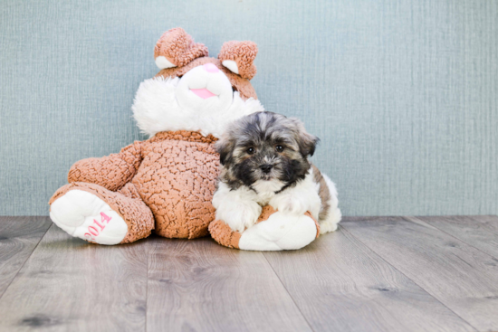 Teddy Bear Pup Being Cute