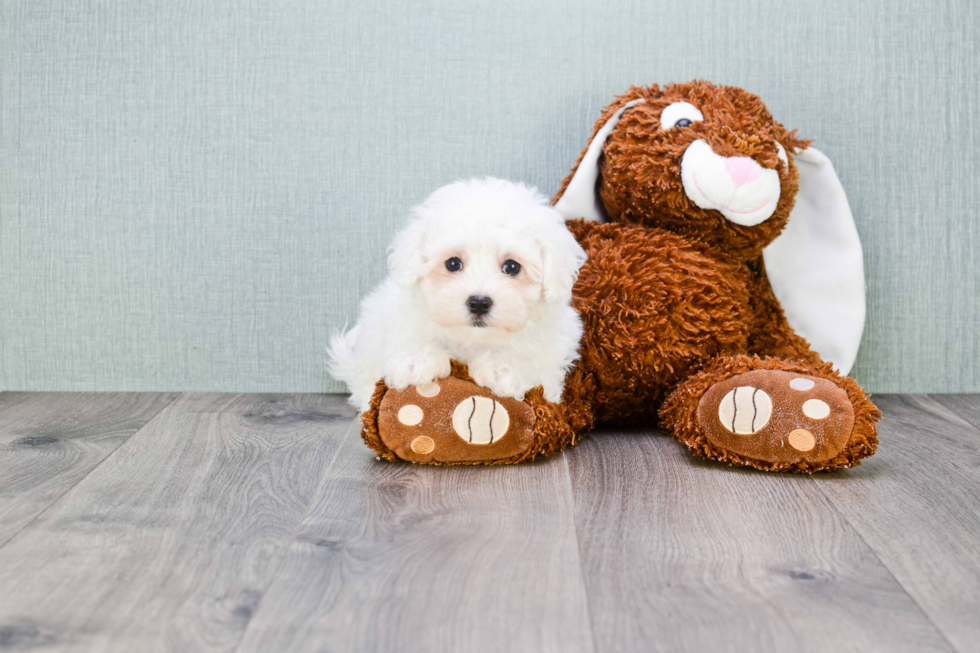 Maltipoo Pup Being Cute