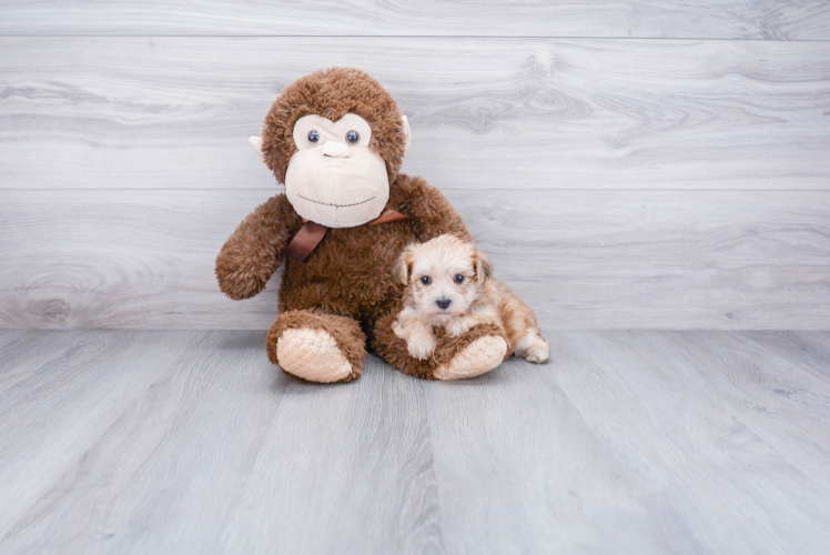 Petite Morkie Designer Pup