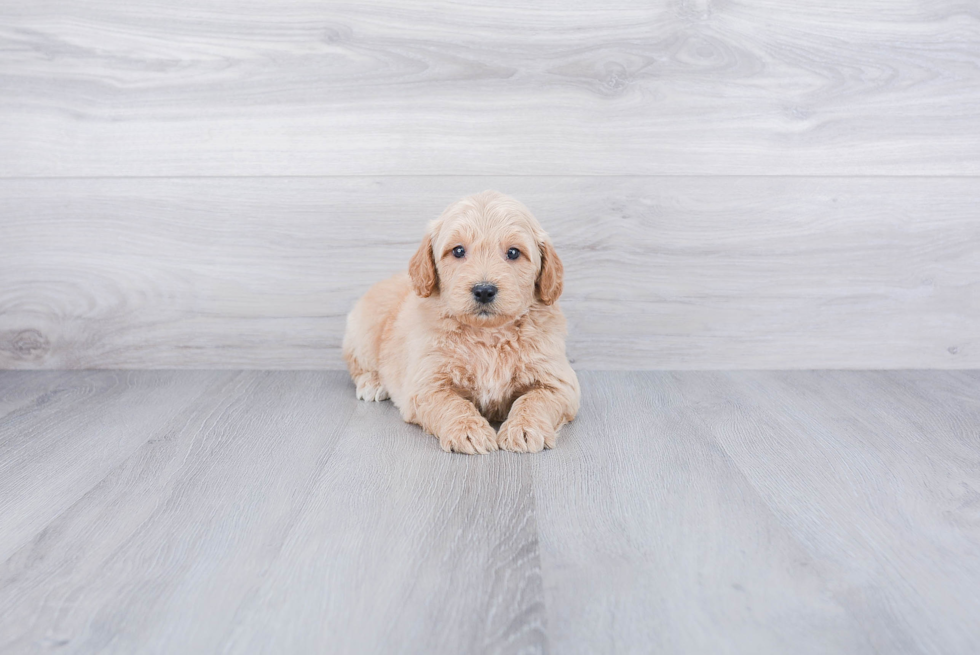 Mini Goldendoodle Puppy for Adoption