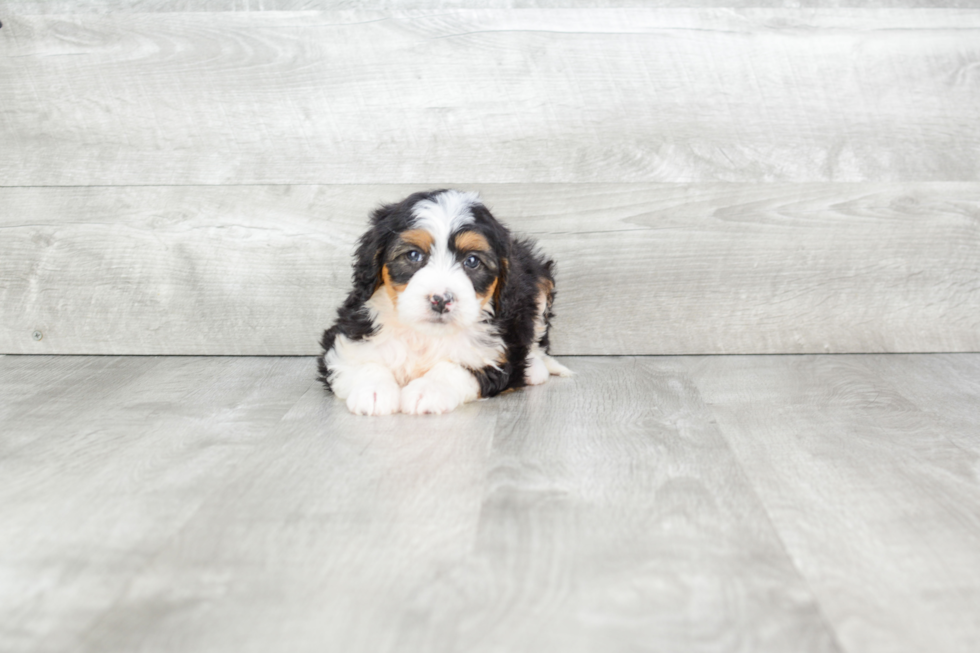 Mini Bernedoodle Pup Being Cute