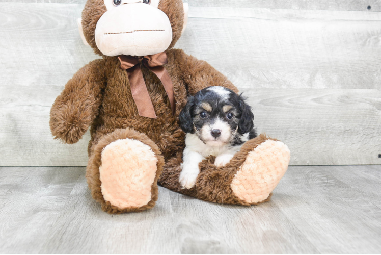 Small Cavachon Baby