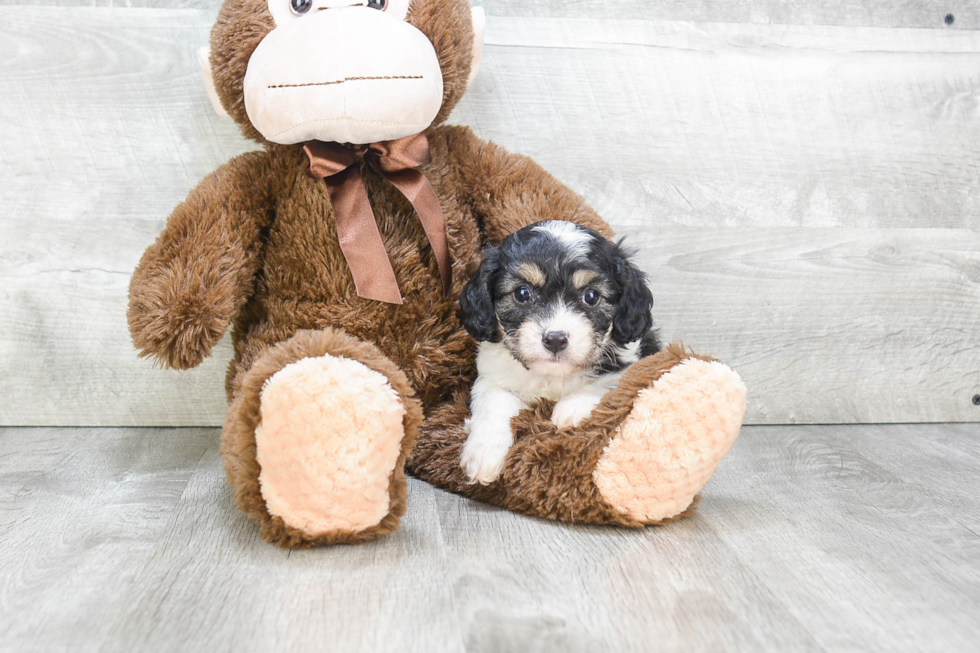 Small Cavachon Baby