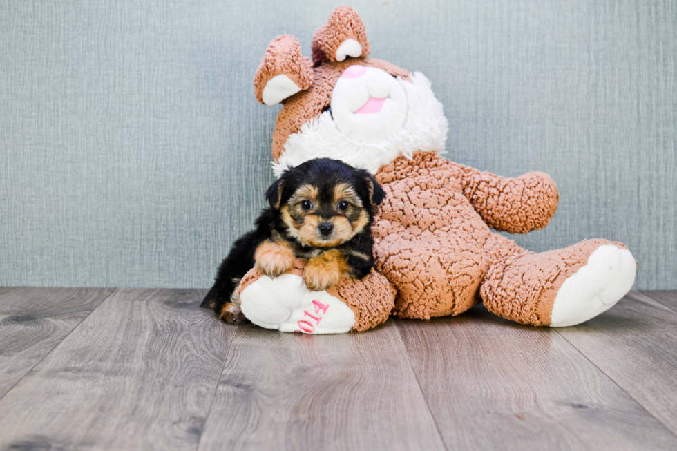 Fluffy Morkie Designer Pup