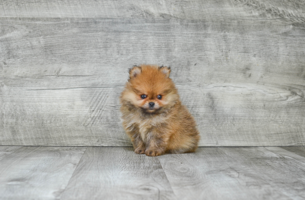 Petite Pomeranian Purebred Puppy