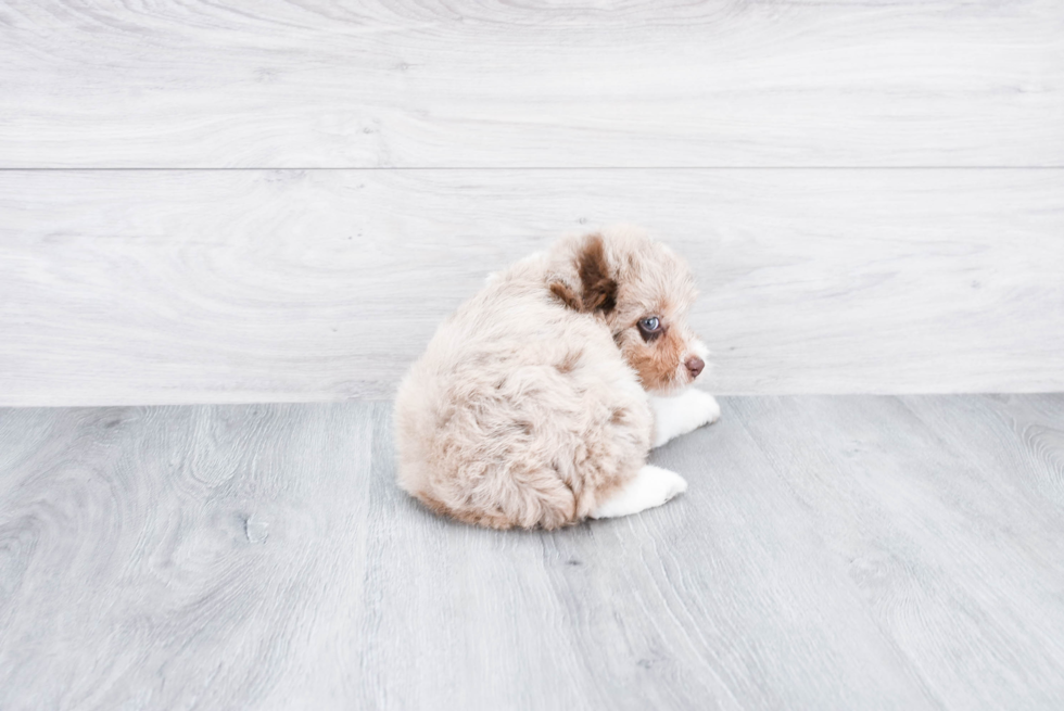 Mini Aussiedoodle Puppy for Adoption