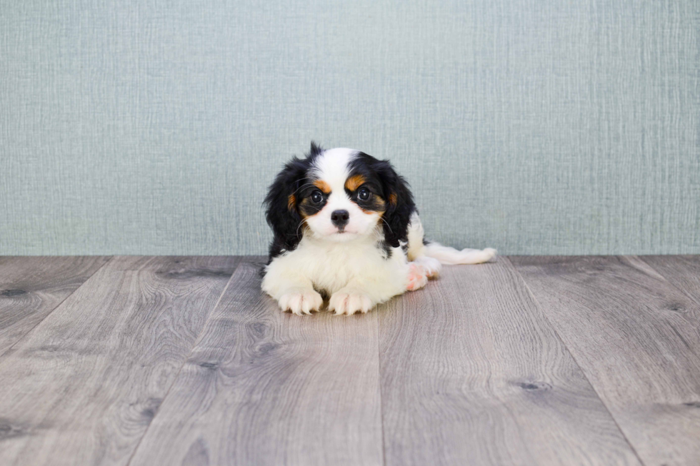 Little Cavalier King Charles Spaniel Baby