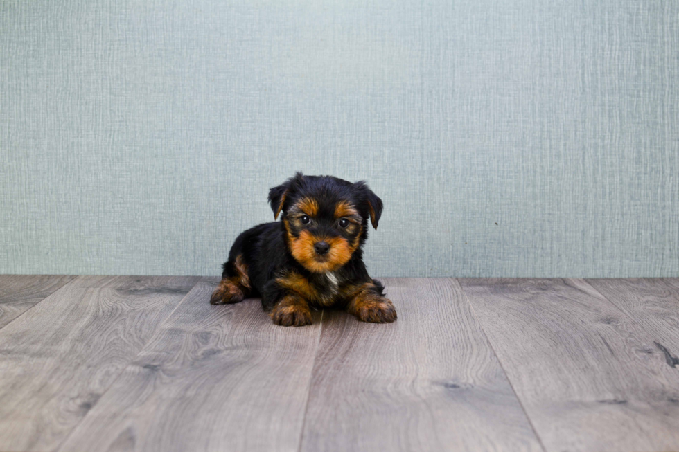 Meet Rascal - our Yorkshire Terrier Puppy Photo 