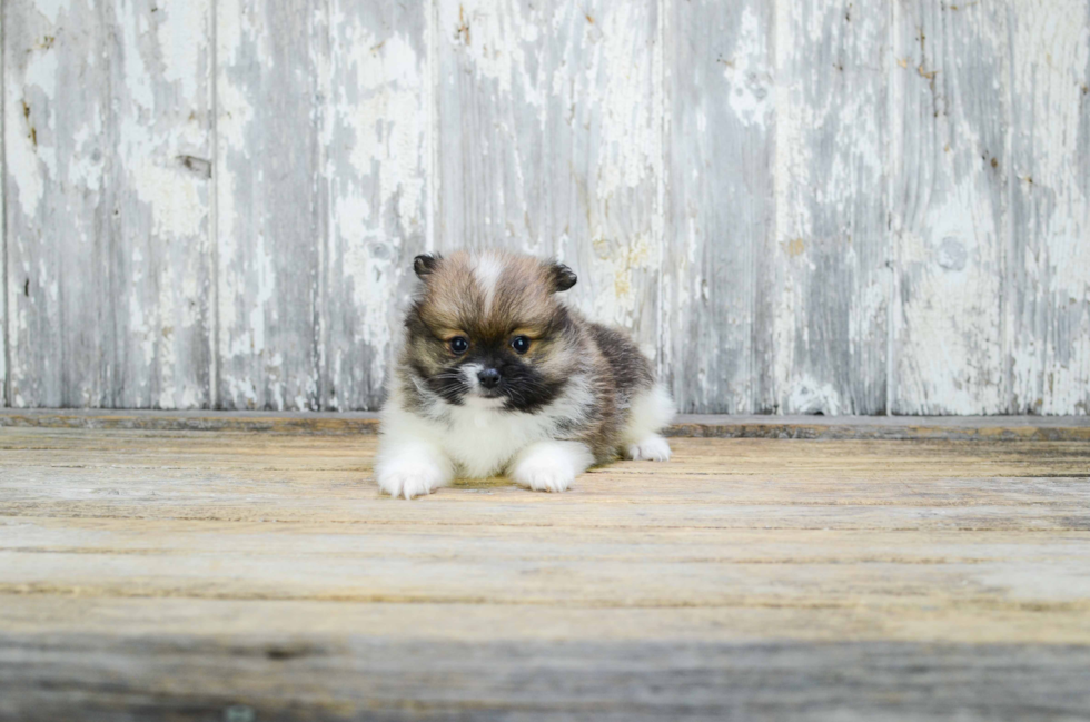 Friendly Pomeranian Purebred Pup