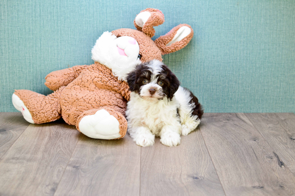 Meet Hershey - our Havanese Puppy Photo 