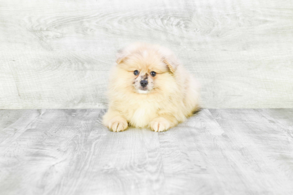 Pomeranian Puppy for Adoption