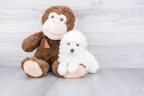 Maltipoo Pup Being Cute