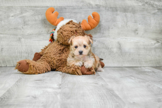 Adorable Yorkie Designer Puppy