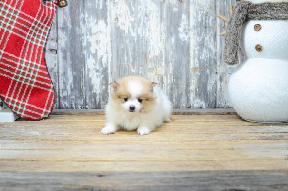 Popular Pomeranian Purebred Pup