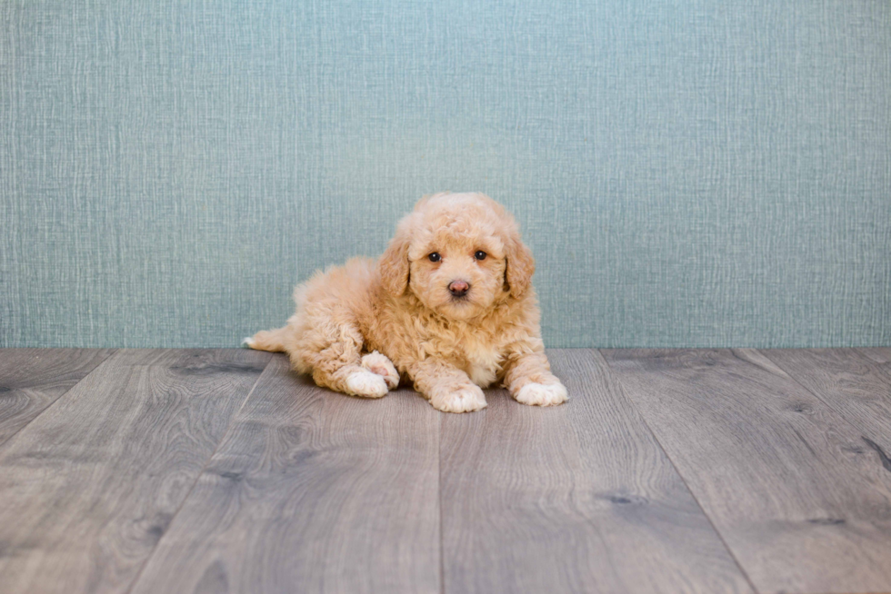 Little Golden Retriever Poodle Mix Puppy