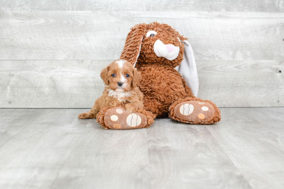 Best Cavapoo Baby